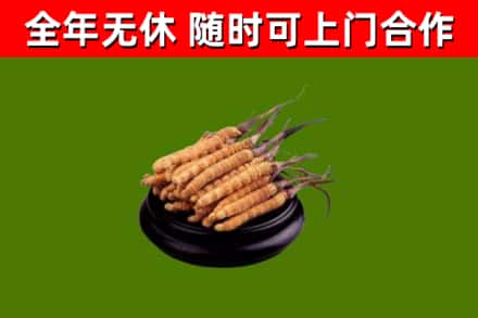 鼎湖回收冬虫夏草